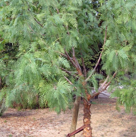 Schinus molle